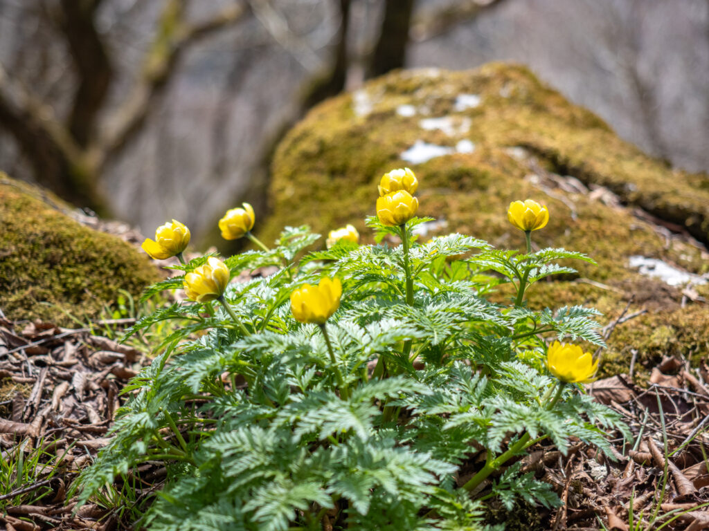 鍋尻山の福寿草