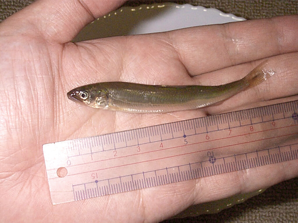 琵琶湖の小鮎は10センチまでで成長がとまります