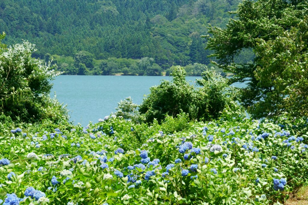 あじさいと余呉湖
