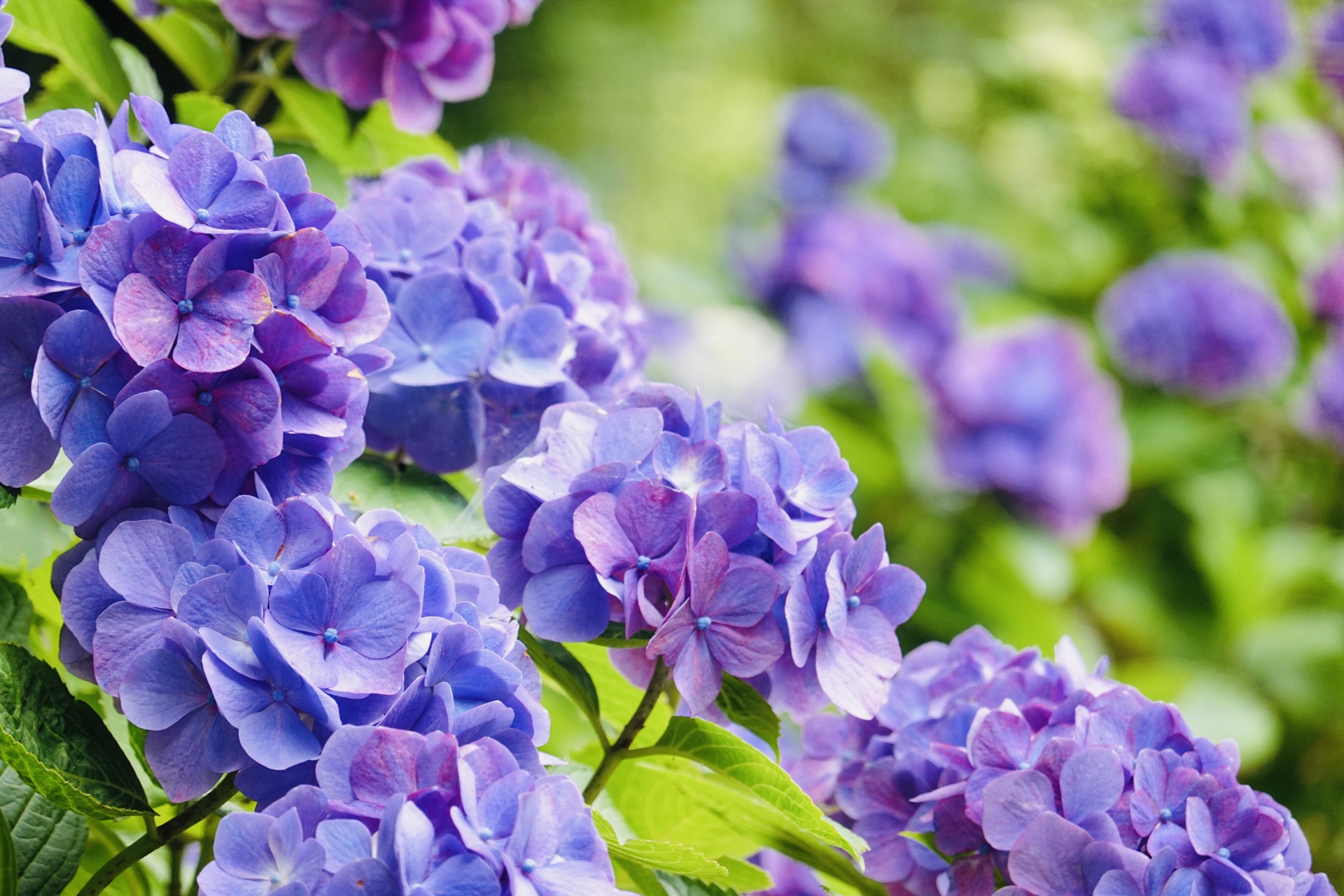 紫陽花