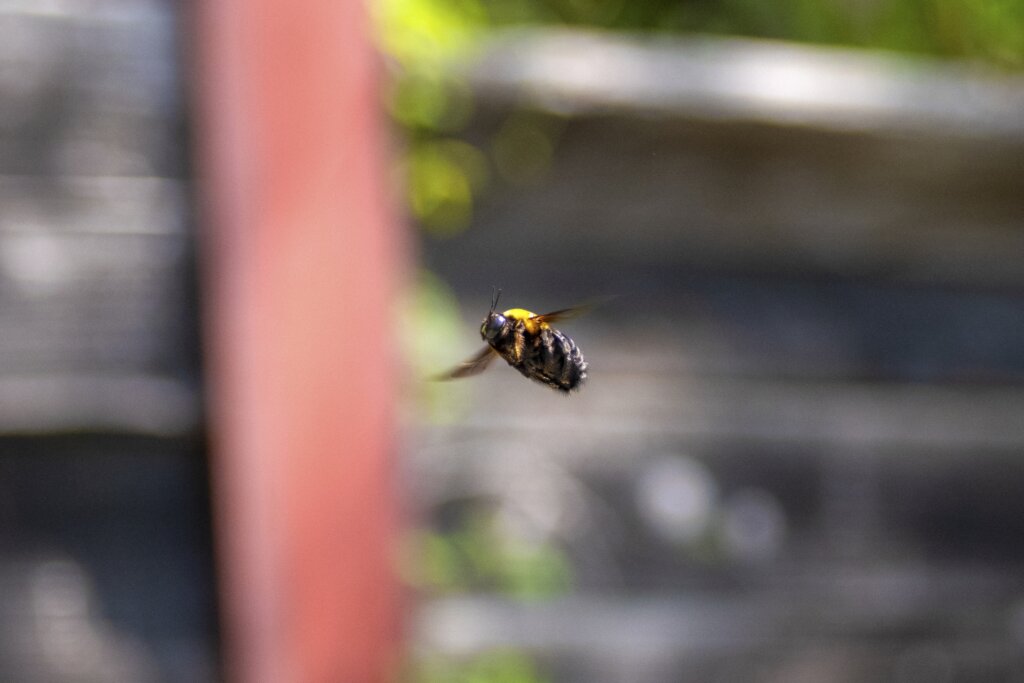 ホバリングくまばち