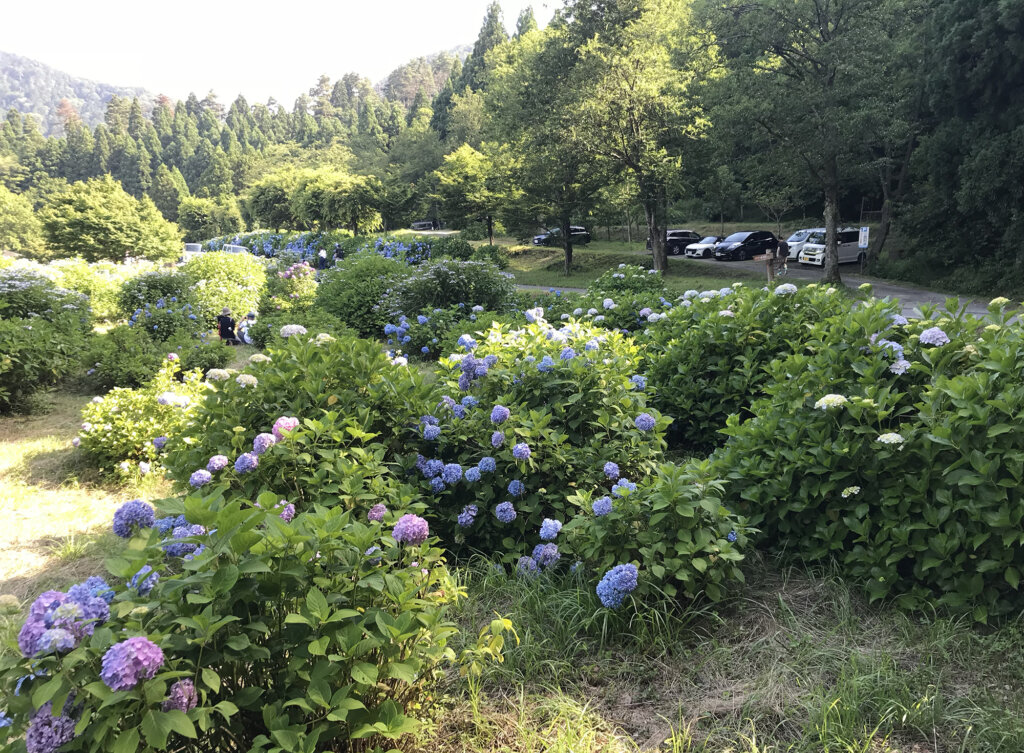 余呉湖の周りには駐車場がたくさんあります
