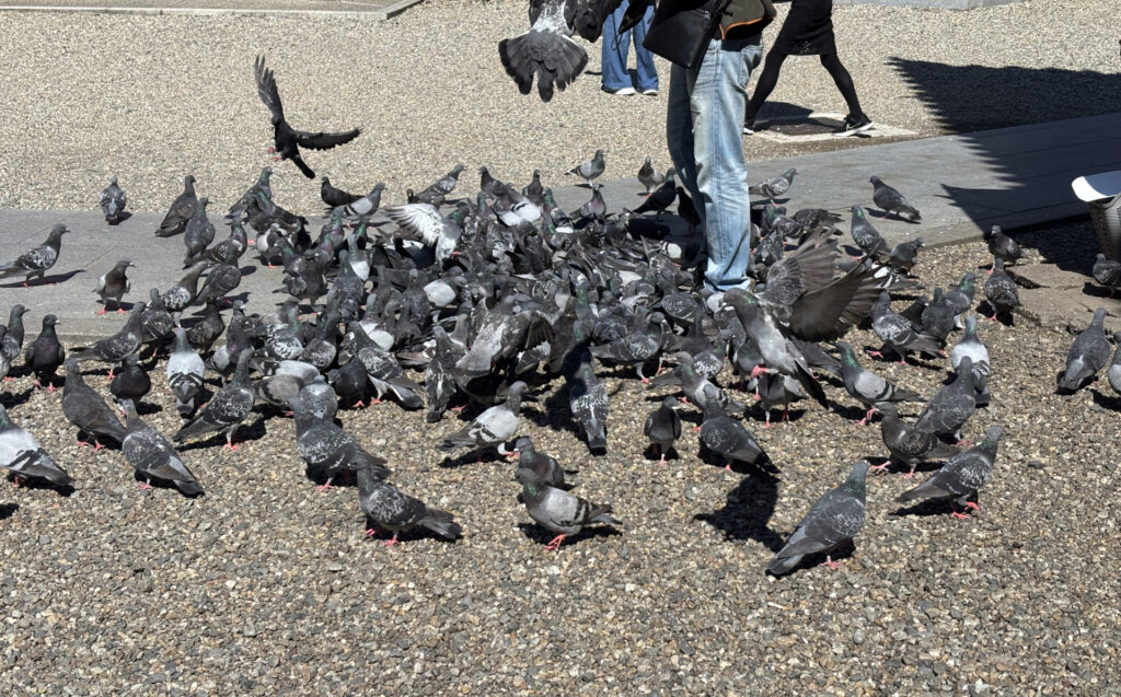 鳩の餌やり
